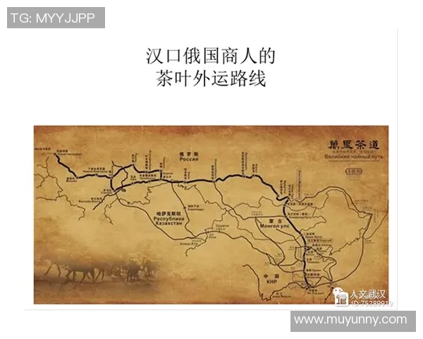 杭州排球队战术解析：聚焦团队协作与攻防策略的深度探讨